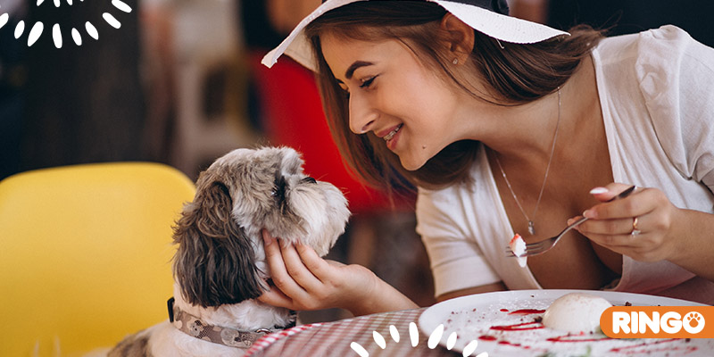 Ambientes pet friendly para perros